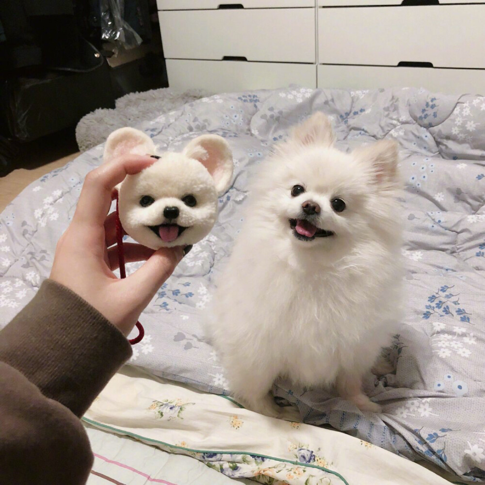 博美原来是雪橇犬？关于博美那些鲜为人知的小知识