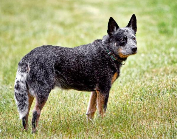 澳洲牧牛犬,别名又叫做昆士蓝赫勒犬,蓝色赫勒犬,这种犬是犬类29年