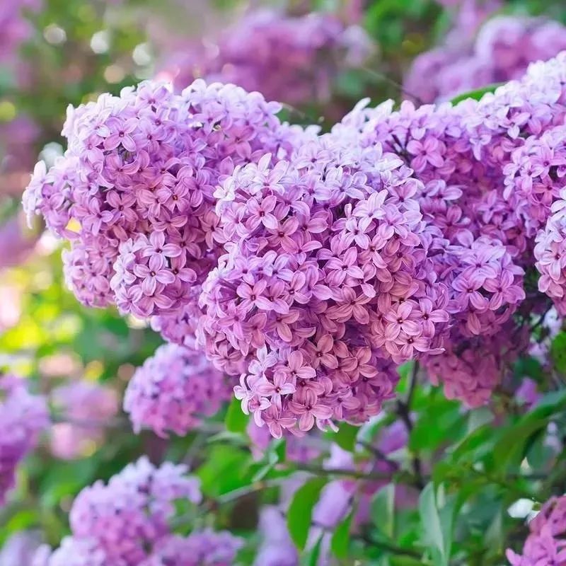 我国十大香花，家里养一盆，繁花满枝，满室生香