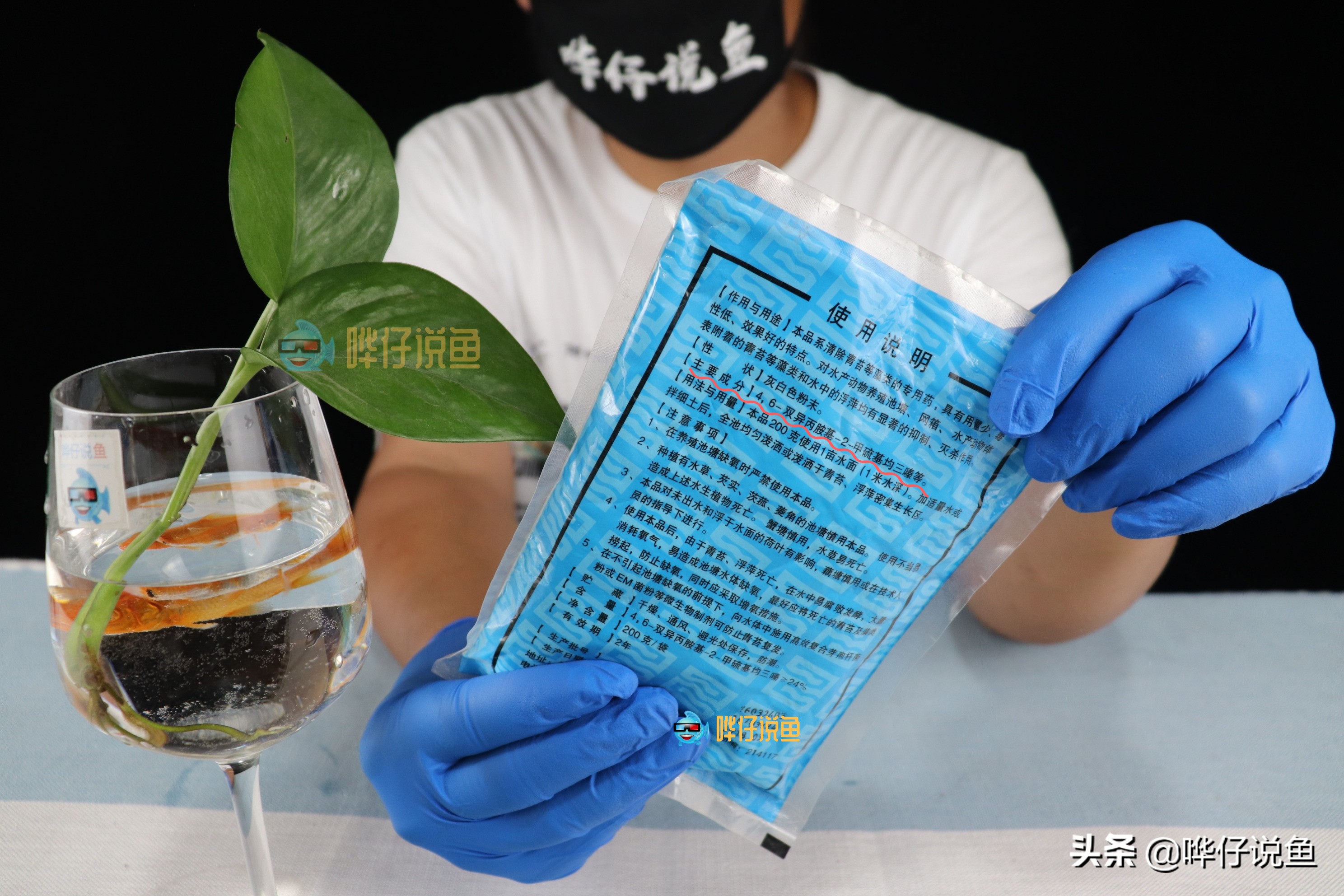 如何让褐藻从鱼缸里彻底消失？完全消失没办法，成功压制有妙招