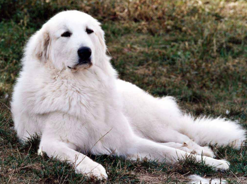 白色长毛狗品种图片