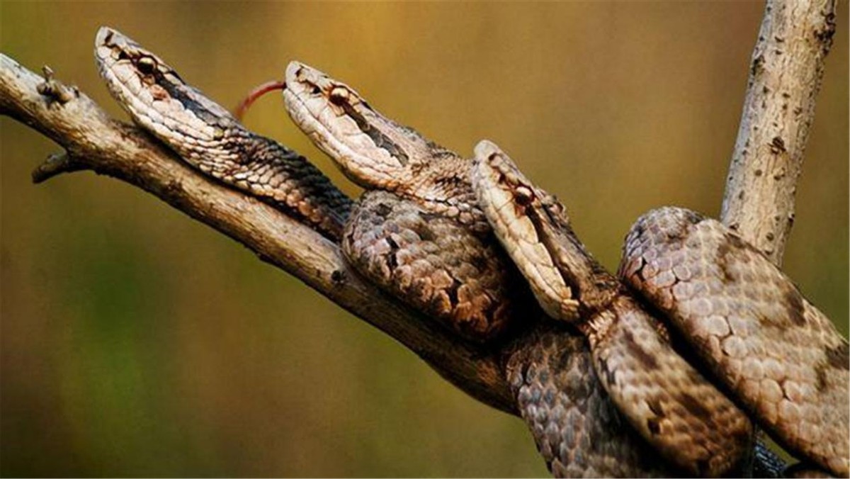 巴西蛇岛毒蛇能腐蚀人肉,一条最贵卖20多万