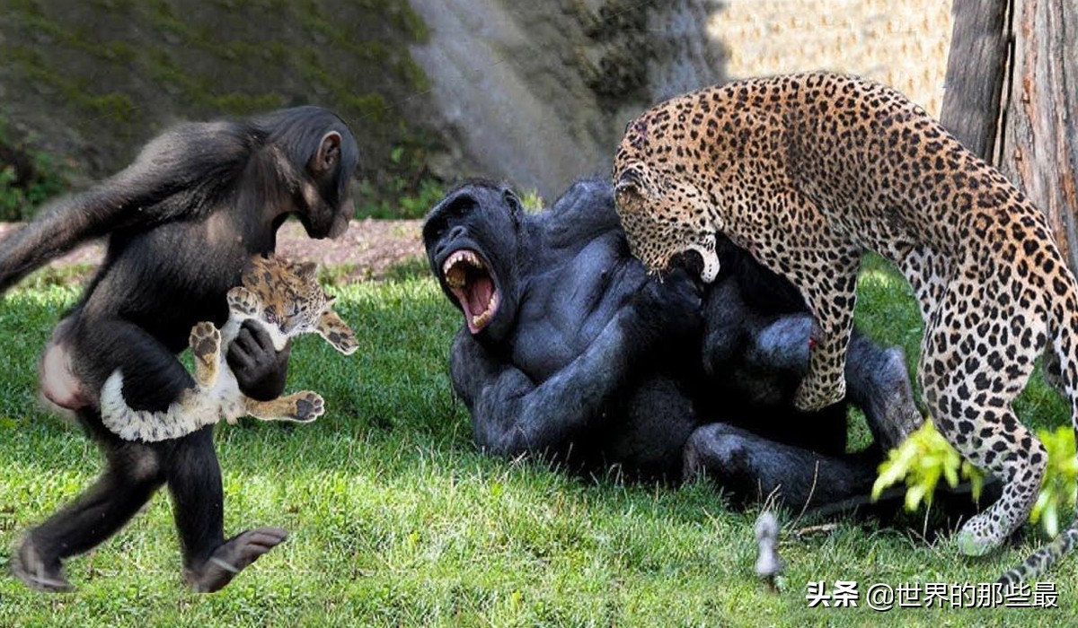 导读:花豹真能打赢银背大猩猩吗?银背:等我成年了再说