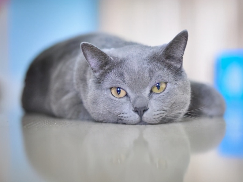 如何挑选一只纯正英国短毛猫？我有小妙招
