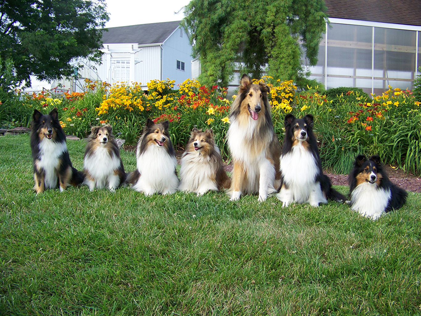 世界犬种智商排名榜前 30 名的聪明狗狗