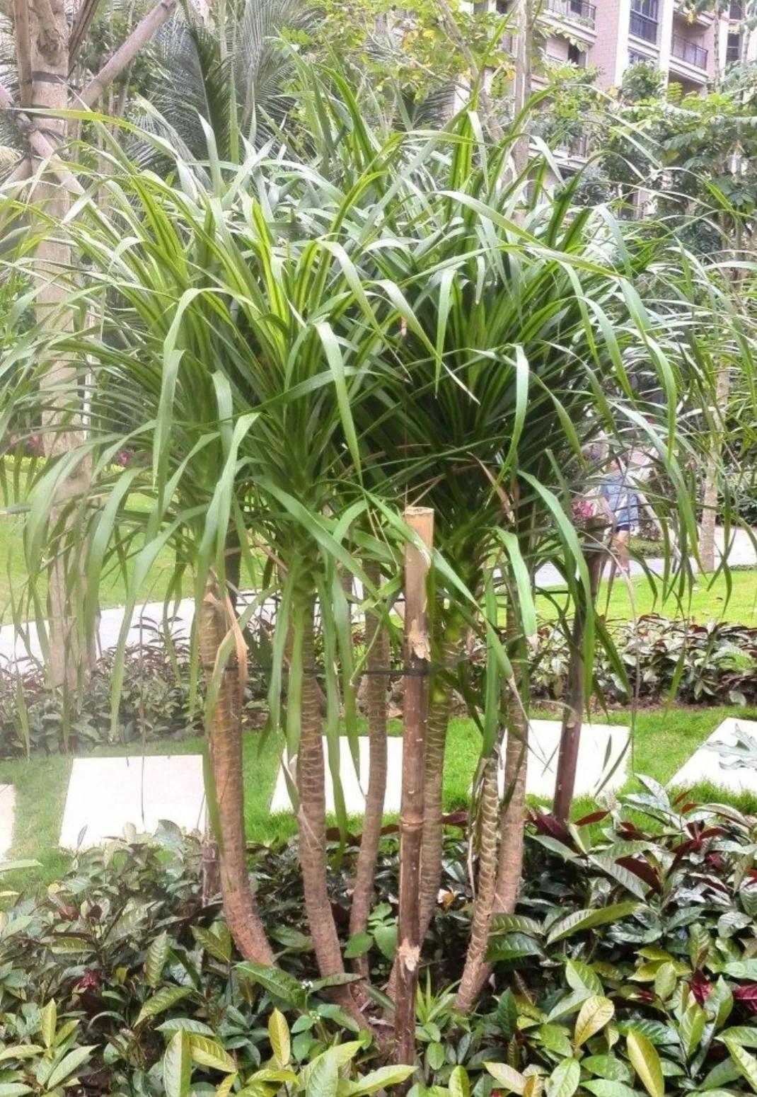 中药古今研究:血竭