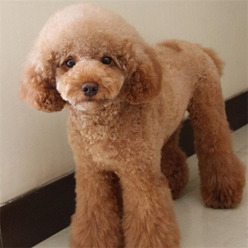 世界犬种智商排名榜前 30 名的聪明狗狗