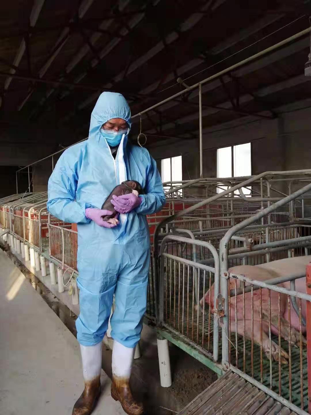 体细胞克隆技术，让地方猪保种难题不再难