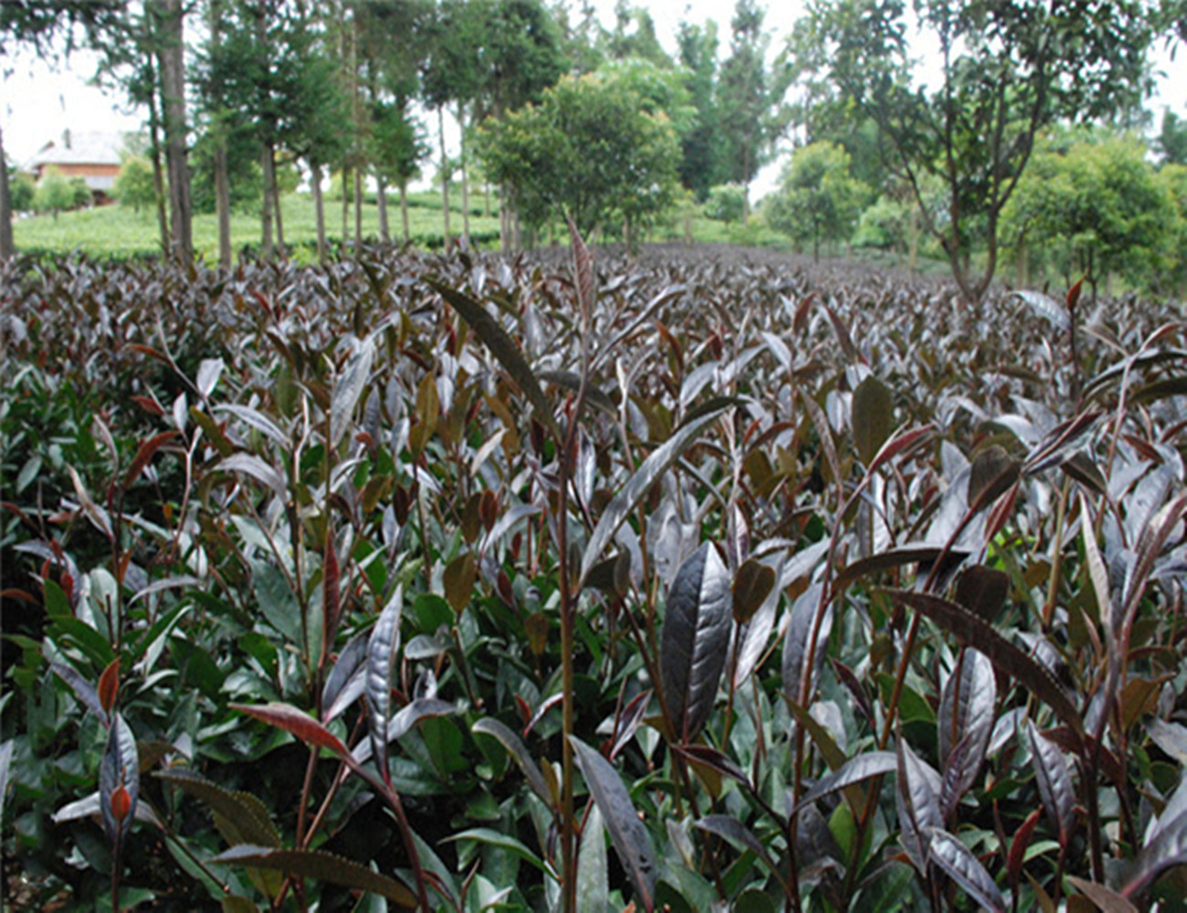 紫茶形成的主要機理:①由茶樹的遺傳基因形成:茶樹在