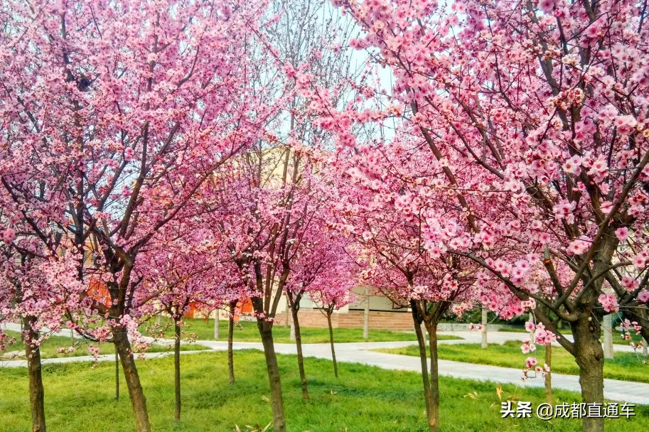 花开的季节·一起爱上文理