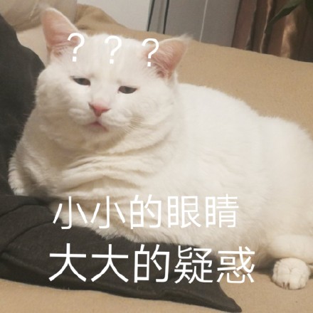 猫咪表情包合集｜小小的眼睛，大大的疑惑