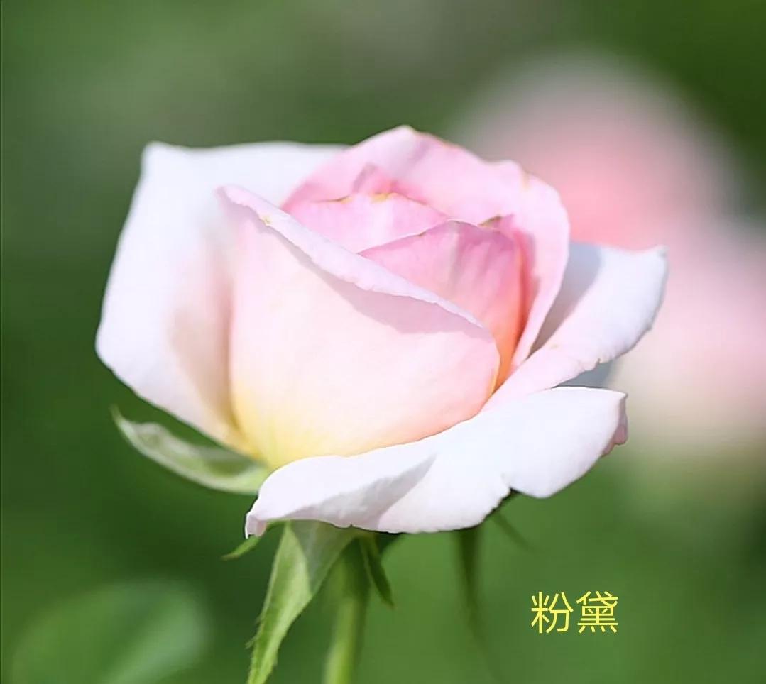 白荔枝玫瑰花语是什么（常见切花月季一览）