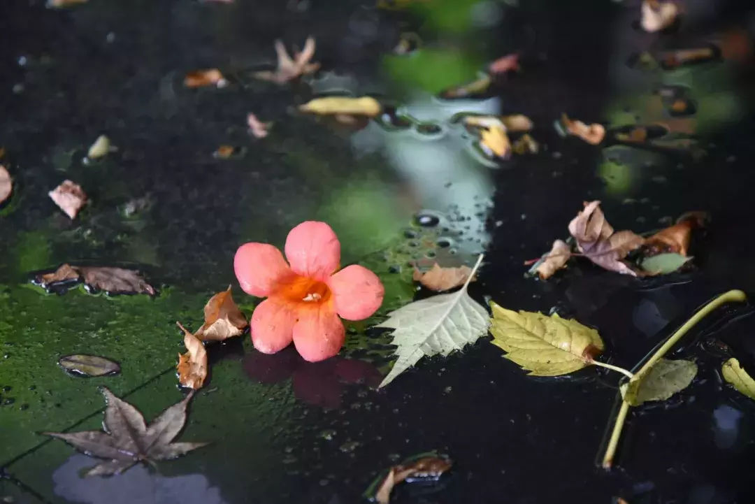 关于落花古诗的美文
