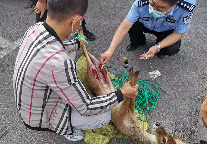 獐子麝香是哪个部位图片