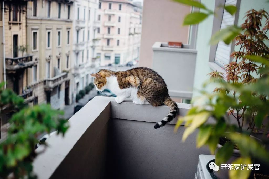 猫咪有九条命，从高楼跳下去也不会“死”？