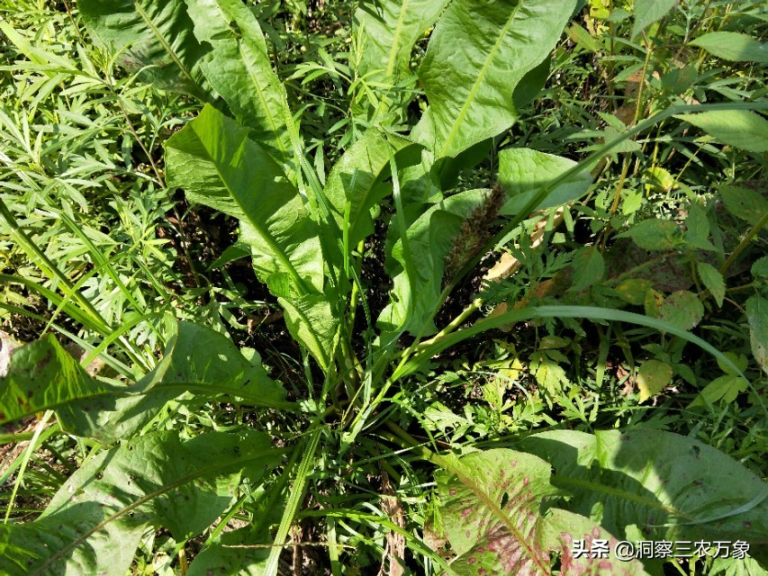农村有一种被称为牛舌头的野草,是不是可以吃还有药用价值呢?
