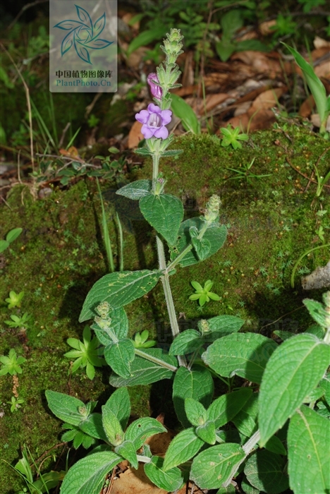 味牛膝,见过吗?能行瘀血,消肿痛,强筋骨