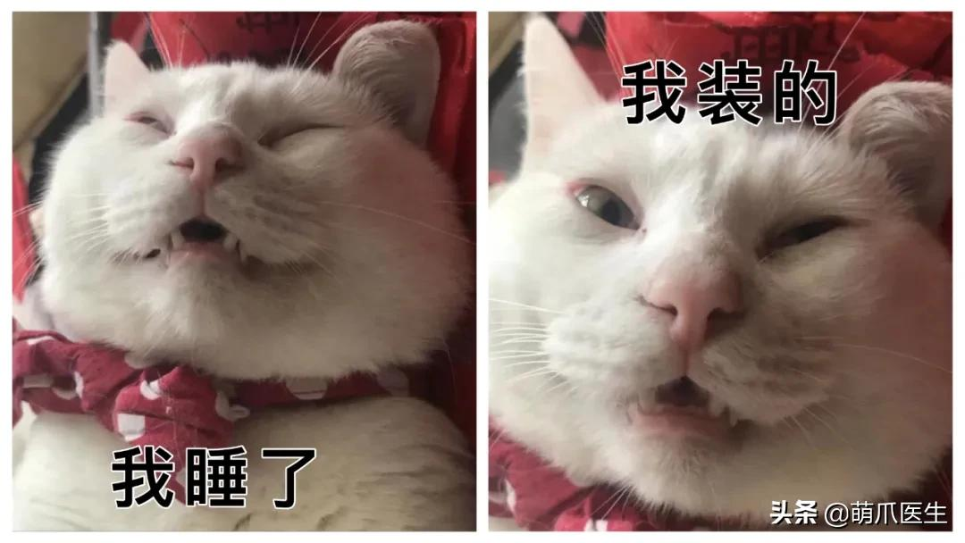 猫咪睡梦中和铲屎官对骂，网友：这就是肌肉记忆吗？