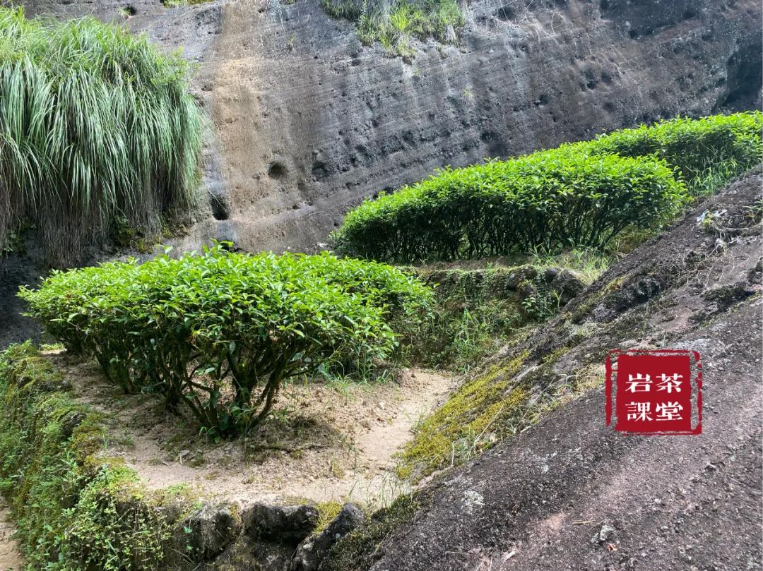 最好的肉桂是正岩肉桂吗？牛栏坑肉桂、马头岩肉桂，都是顶尖货？