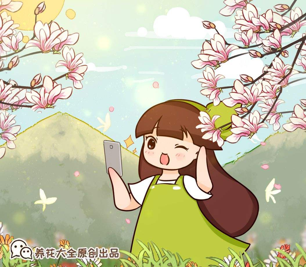 高颜值的玉兰花(高颜值的玉兰花图片)