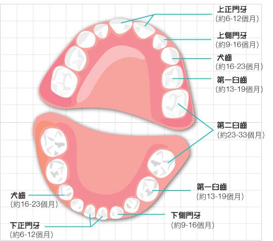 7个月宝宝肋缘外翻、没长牙，是缺钙吗？一直补充维生素D难道无效