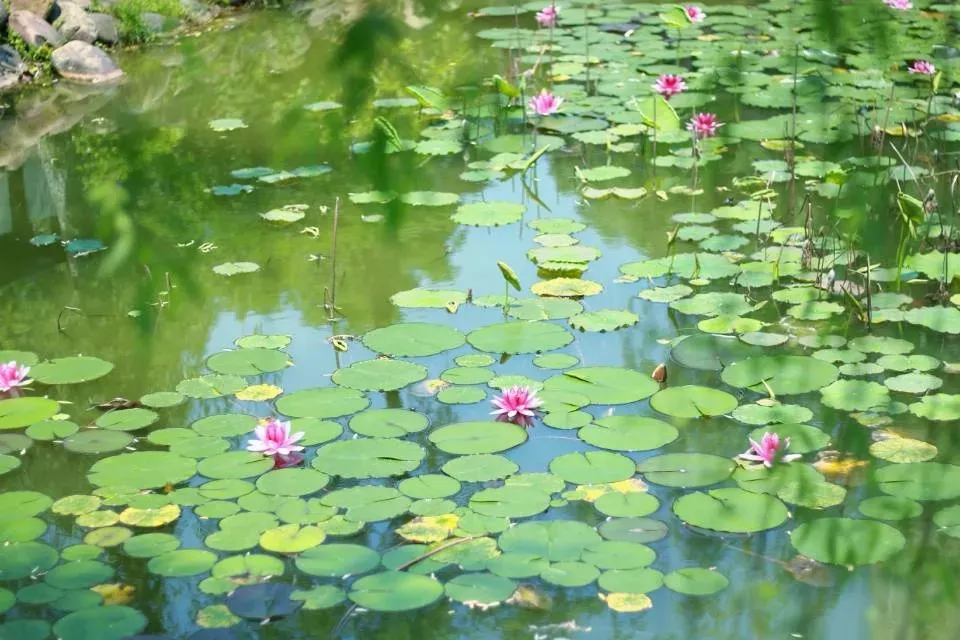 湖南“神仙”高校：校园里有“老虎岭”，还有超多“网红”打卡地