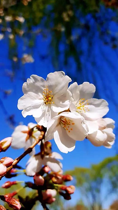樱花的特点描写(盘点国内樱花常见的品种)