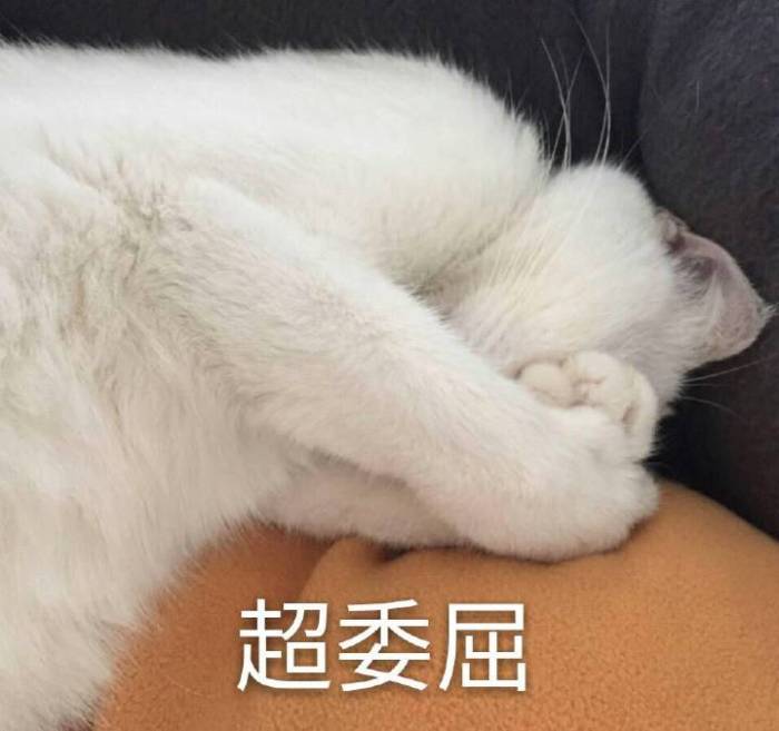 表情包：单挑吗？