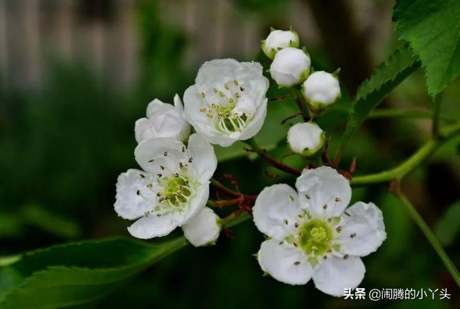 山楂花淡香清雅，守护唯一爱之语