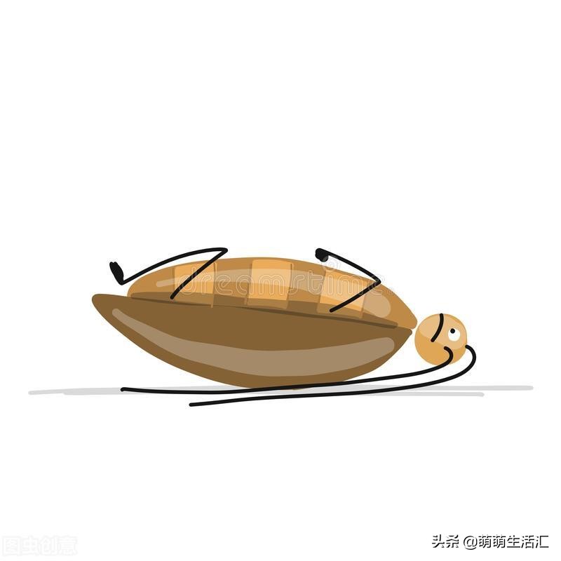 家里有好多蟑螂怎么办，两个办法轻松解决
