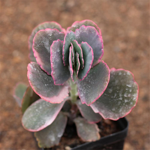 多肉彩色蝴蝶怎么养忌讳什么「图文」 -骁龙网