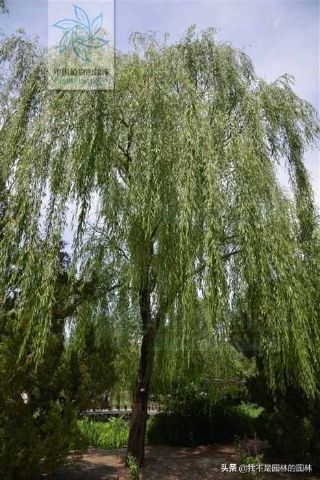 你家附近是哪种柳树?