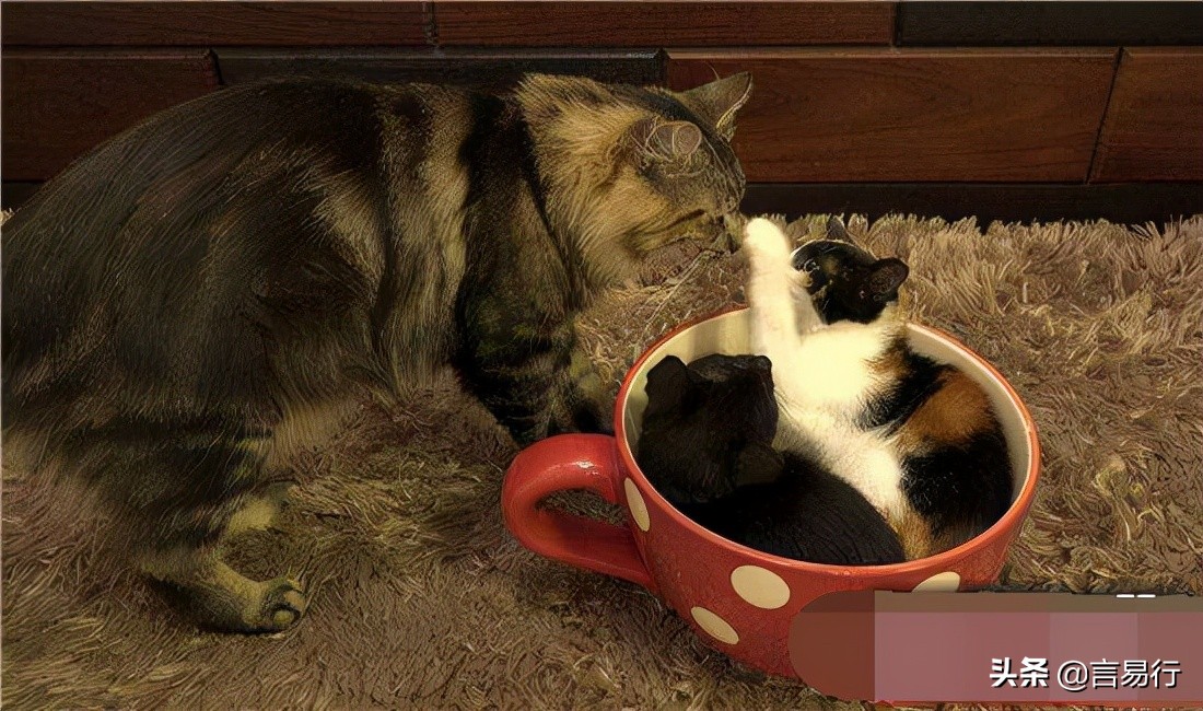 茶杯猫有多可爱，茶杯猫多少钱一只