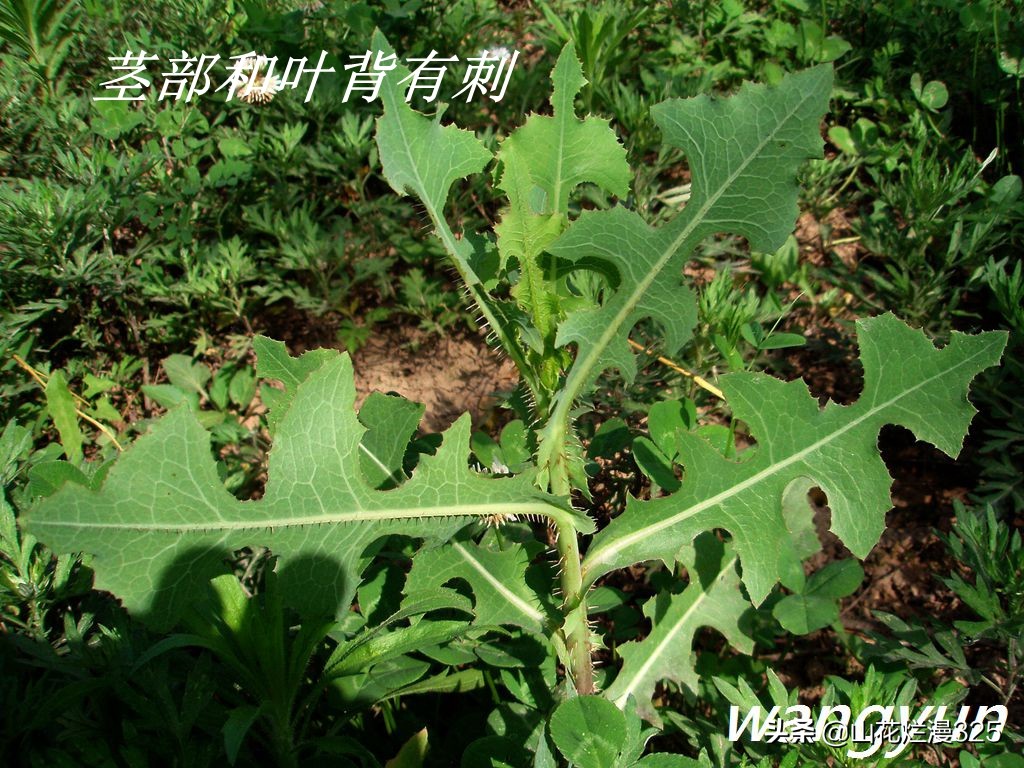 认识有毒野菜——毒莴苣