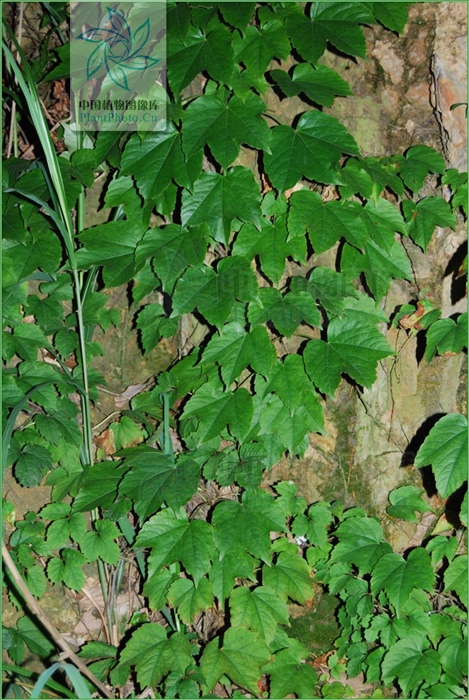爬山虎,见过吗?祛风通络.主风湿痹痛,中风半身不遂,偏正头痛