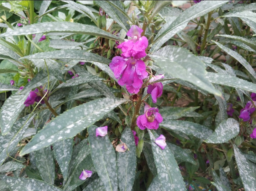 每个人都有诗和远方，那养花人的诗和远方又是什么呢？