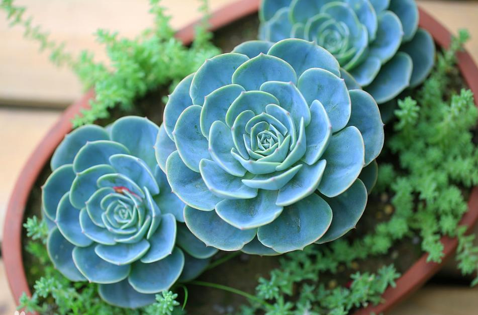 养多肉"玉蝶",记好3点养护细节,轻松爆盆,长出多头