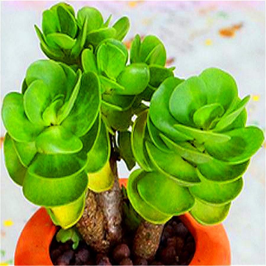 家庭养金钱木讲究一个“巧”字，1分钟学会，树干粗壮叶片翠绿