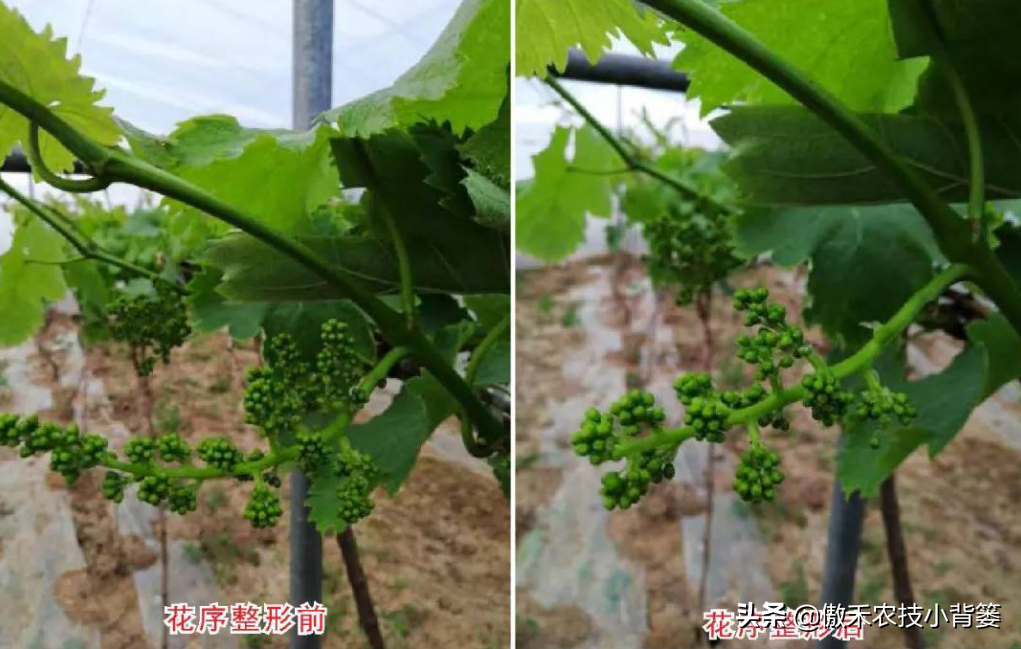 葡萄什么时候结果（葡萄花期的种植需求和管理方法）