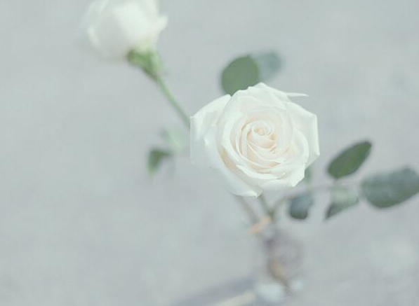 白玫瑰的花语是什么（白玫瑰象征的是什么）