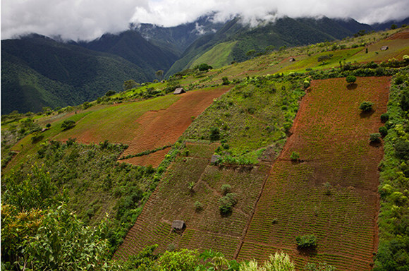 可卡因源自南美，土著人疯狂痴迷，为什么印加帝国没有因此毁灭？