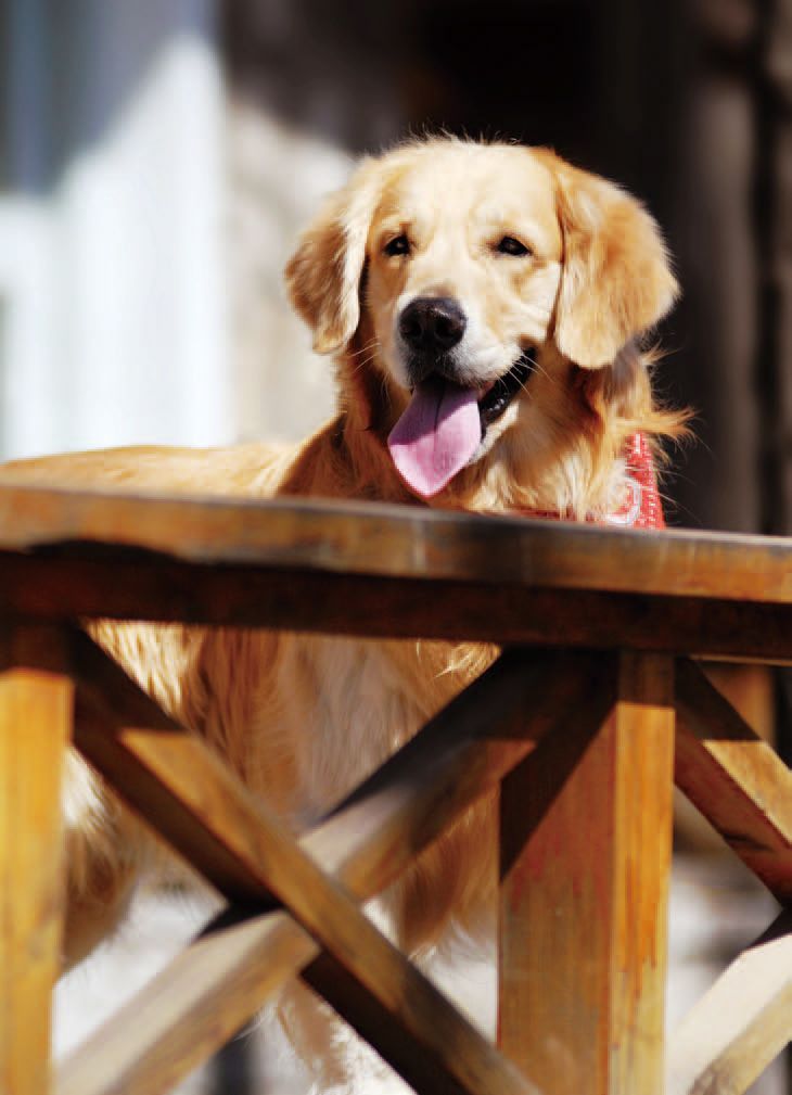 金毛巡回猎犬的介绍（宠物科普运动犬金毛寻回猎犬）