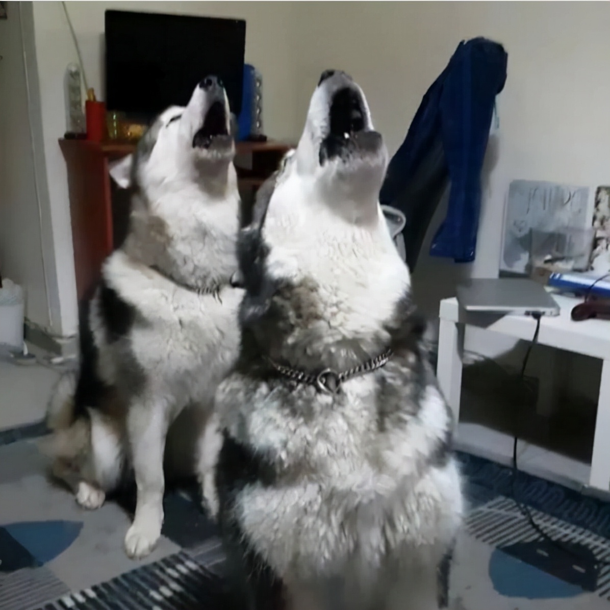 哈士奇的吼叫声跟别的狗狗还不一样,它们的叫声就和狼叫一样,叫声很