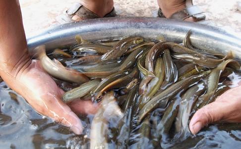 无土养殖泥鳅的方法(泥鳅无土4个养殖技术)