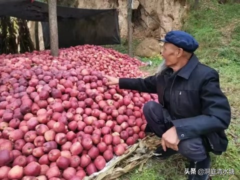 它是排在世界前三的苹果，如今遭受众多非议，它到底遭遇了什么