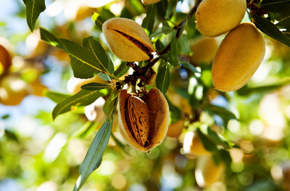 巴达木树图片(巴旦木) - 赤虎壹号