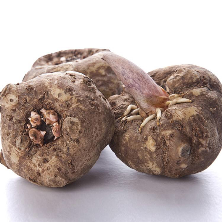 蒟蒻是什么？中药材蒟蒻功效