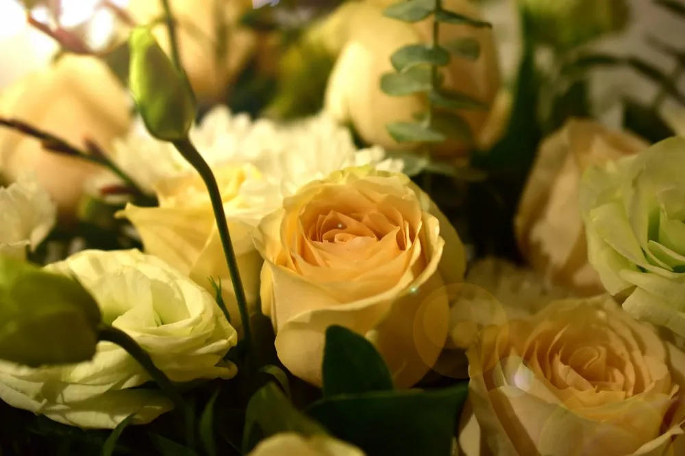 黄玫瑰的花语是什么意思（揭秘不同颜色的玫瑰蕴含的花语）