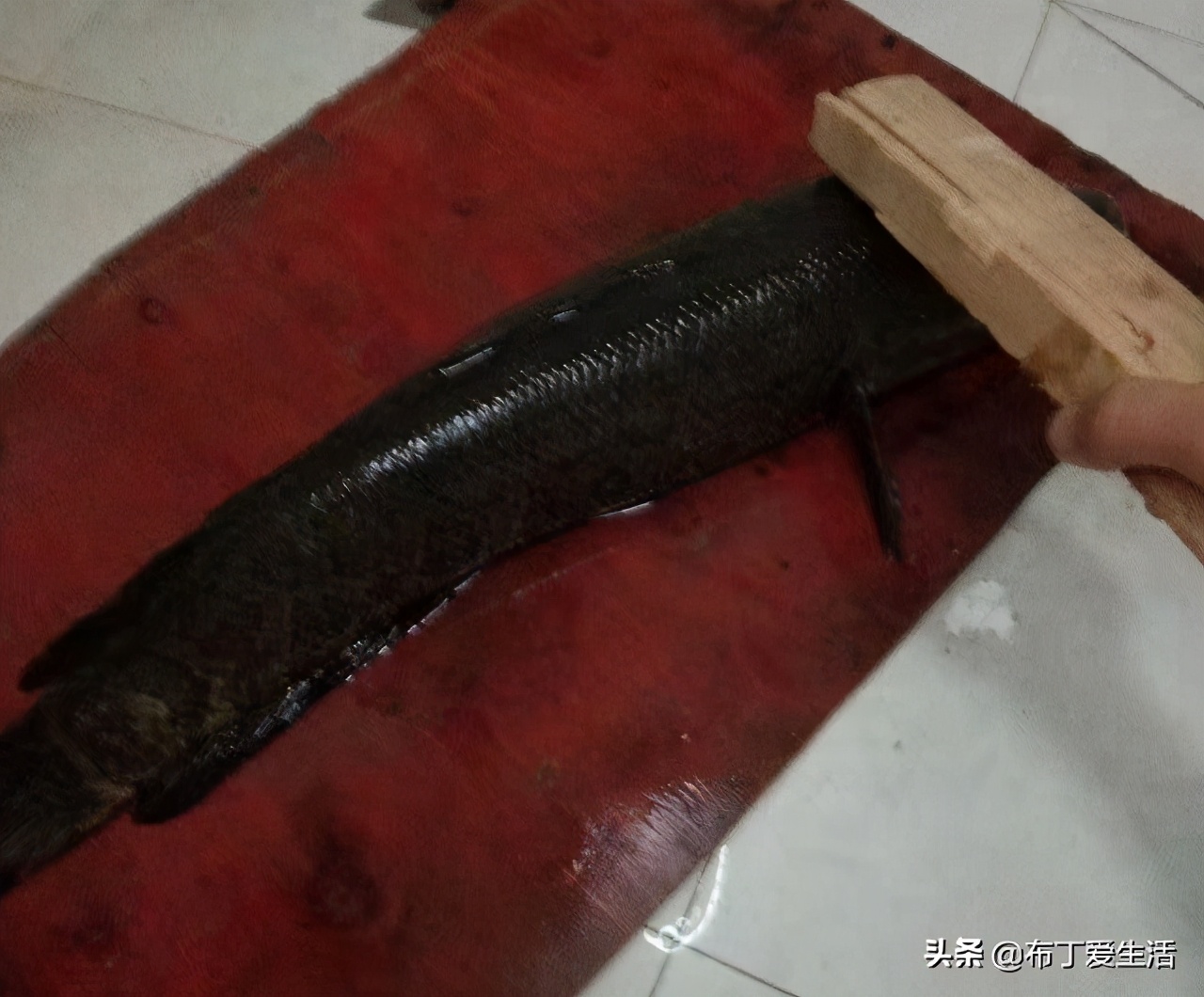 找一个简陋的木板,一根粗棒子,将黑鱼放在木板上,用棒子敲击鱼的头部