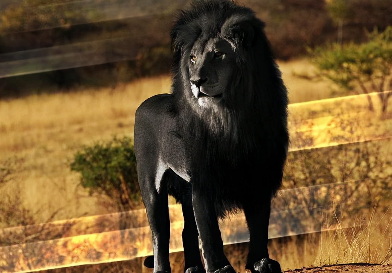 开普狮开普狮是近几百年来体型最大的狮子,生活在非洲南部地区,也就是